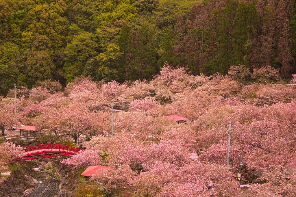 一心寺の桜
