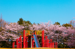 青空と遊具と桜