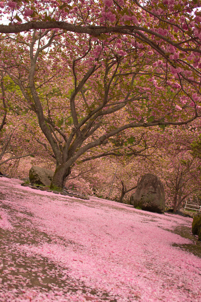 ピンク色の絨毯(Pink carpet)