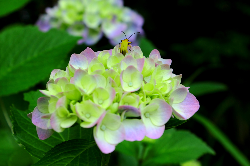 紫陽花と昆虫