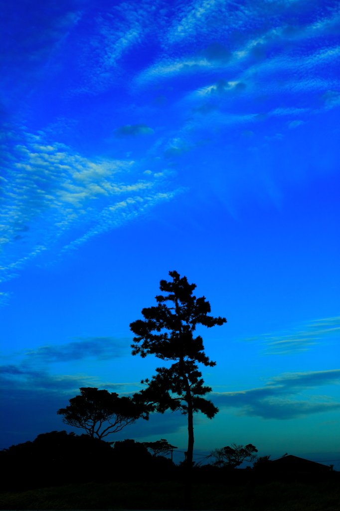 Blue sky and Pine tree