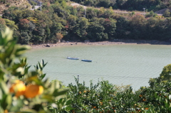 ミカンの島