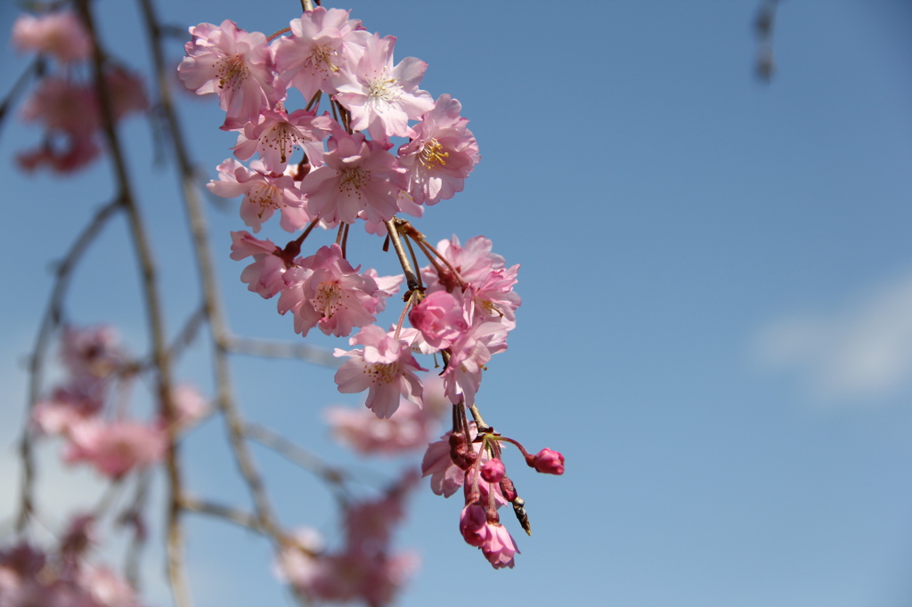 しだれ桜