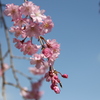 しだれ桜