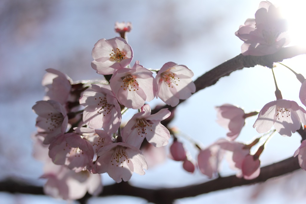 Cherry blossoms