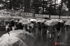 Hirosaki_Sakura08