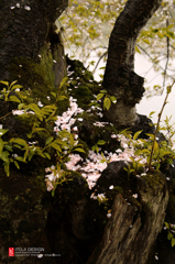 花びら落ちて春を迎える