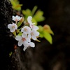 ここにも咲く
