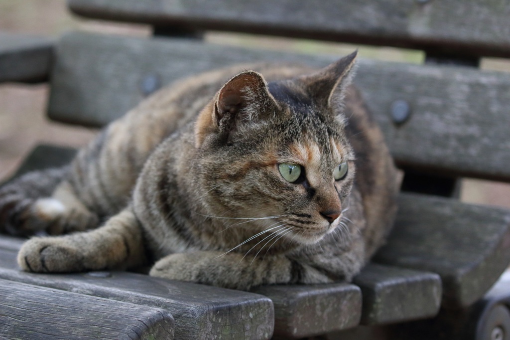 野良猫