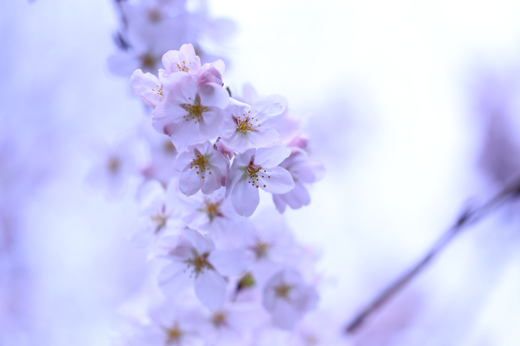 氷桜