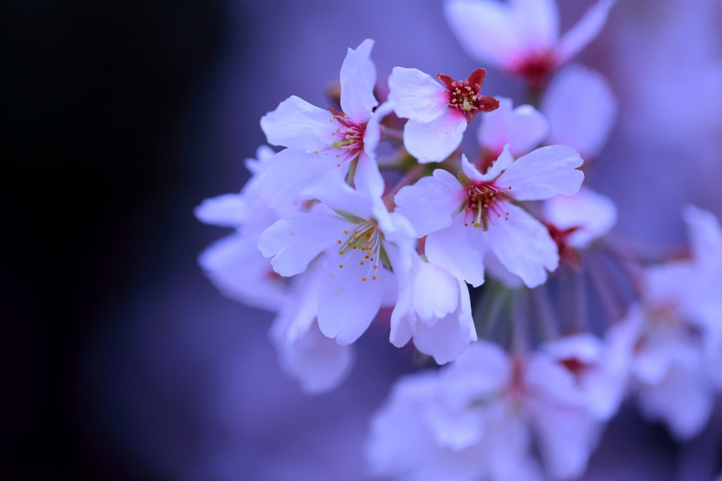 幽桜
