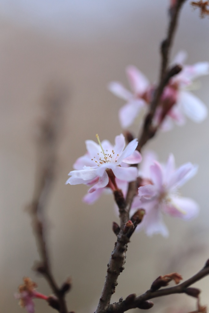十月桜