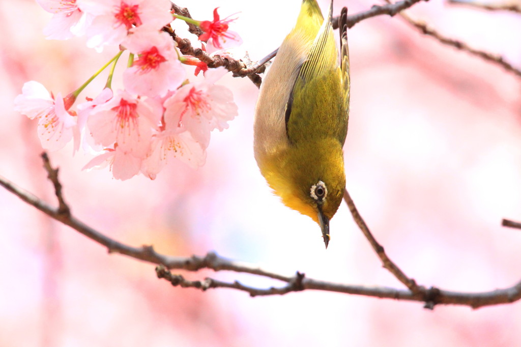 僕「メジロ」です！