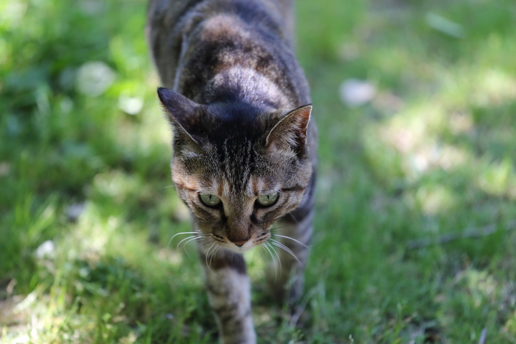 野良猫