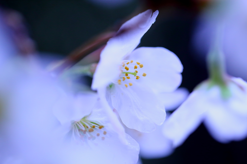 氷桜
