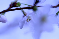 氷桜
