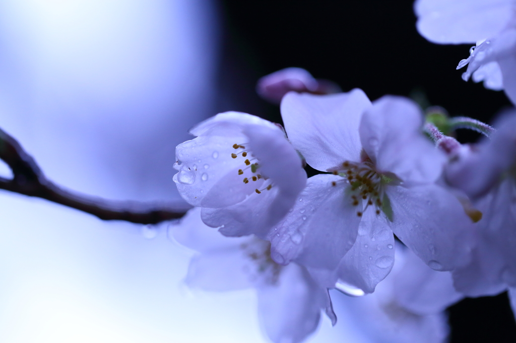 氷桜