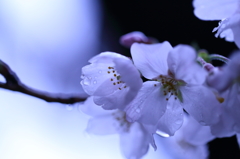 氷桜