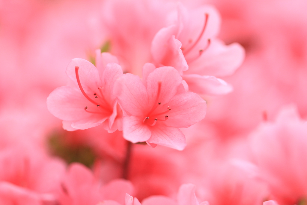 The pink!!