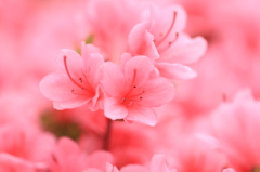 The pink!!