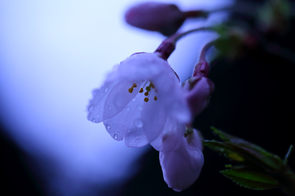 氷桜