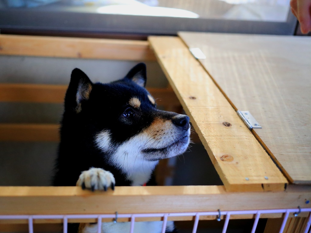 よこがお