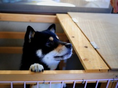 よこがお