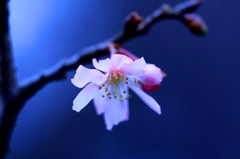 青桜