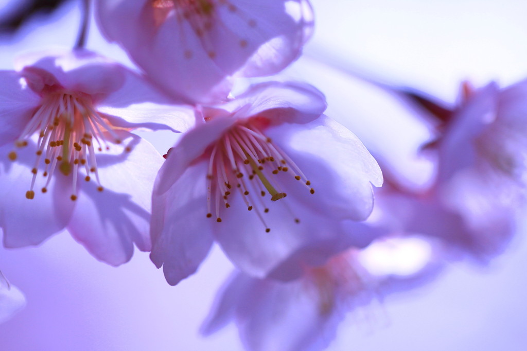 氷桜