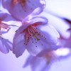 氷桜