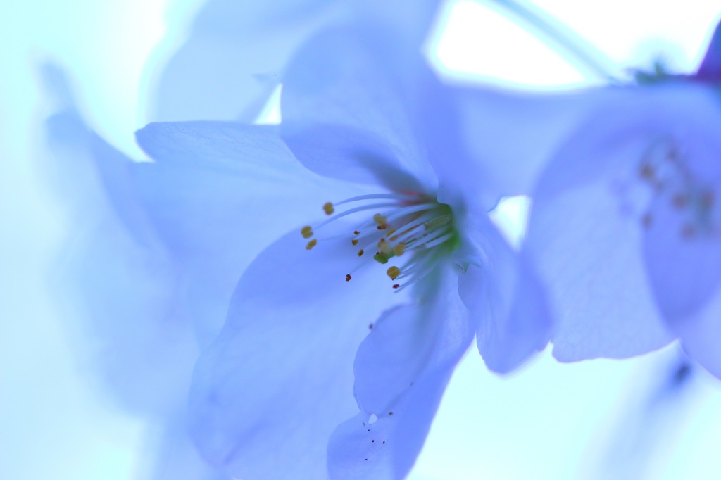 氷桜