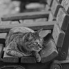 野良猫