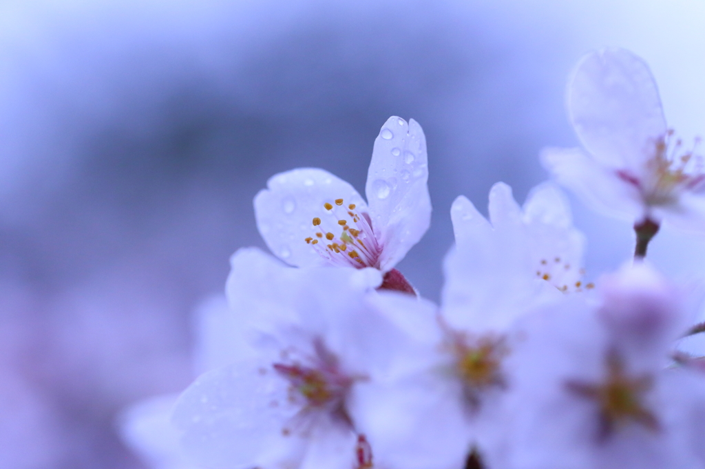 氷桜