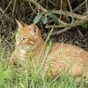 美猫
