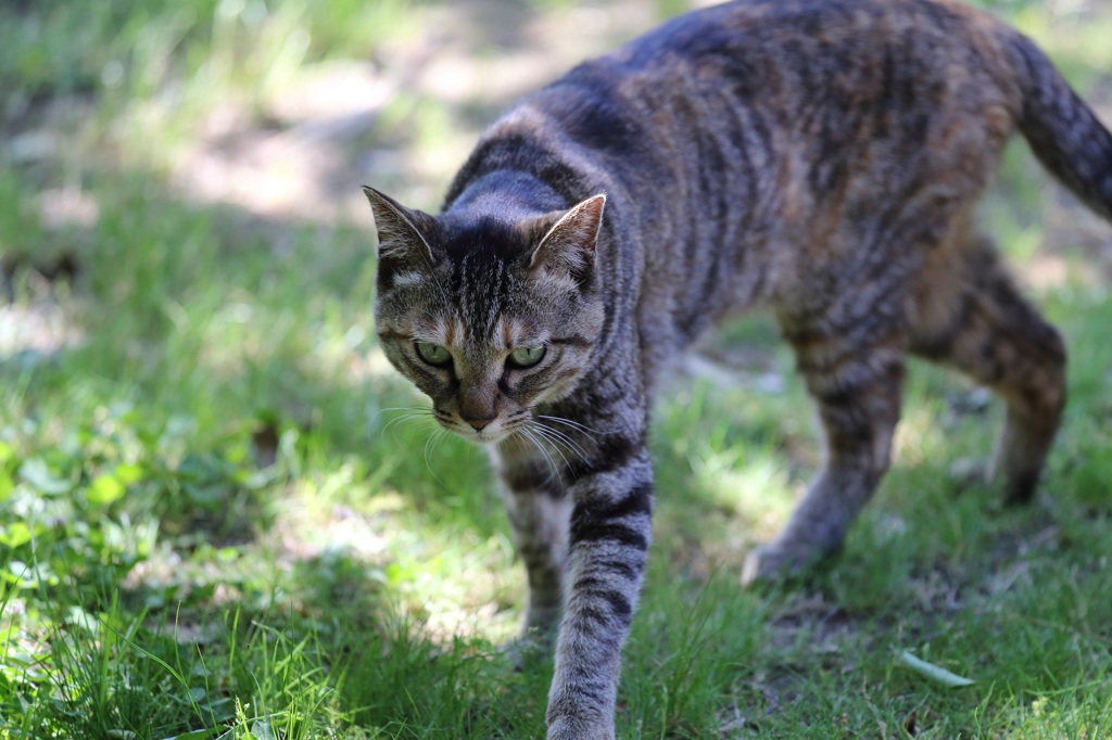 野良猫