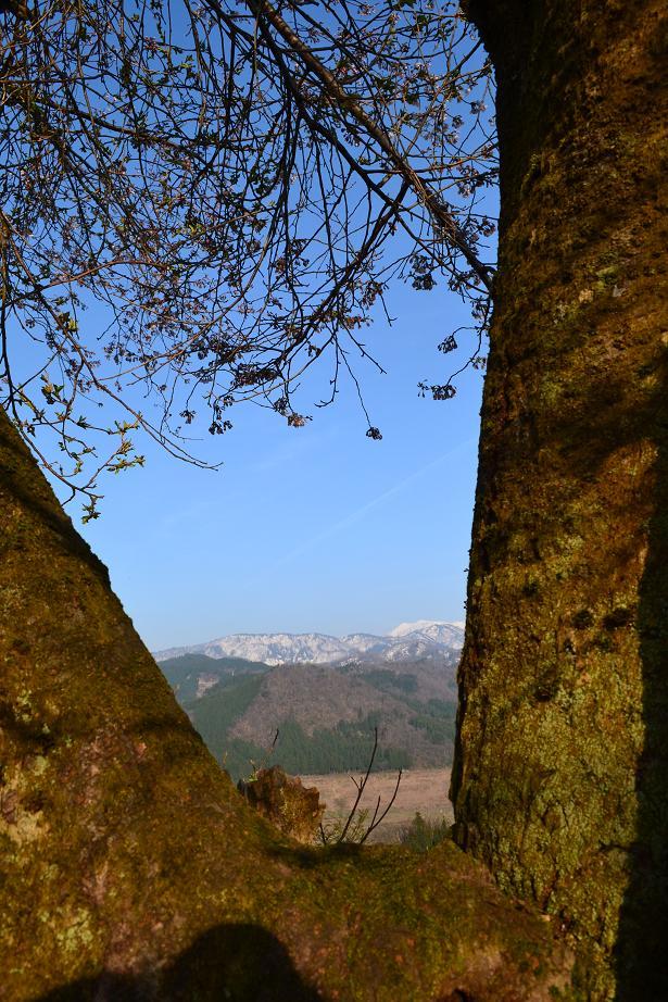 山桜の向こう