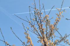 桜と飛行機雲