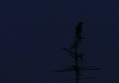闇夜に鴉。