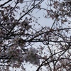 桜の壁紙。