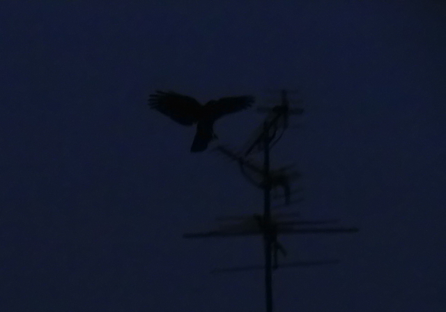 闇夜に鴉（着陸前）。