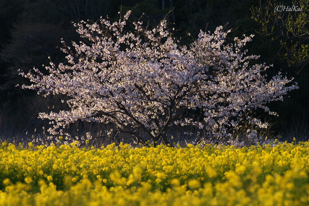 桜と菜の花コラボ