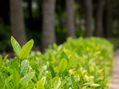 Green　「V」