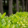 Green　「V」
