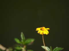 黄色い花