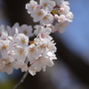 もう春ですね