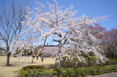 桜満開