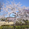 桜満開