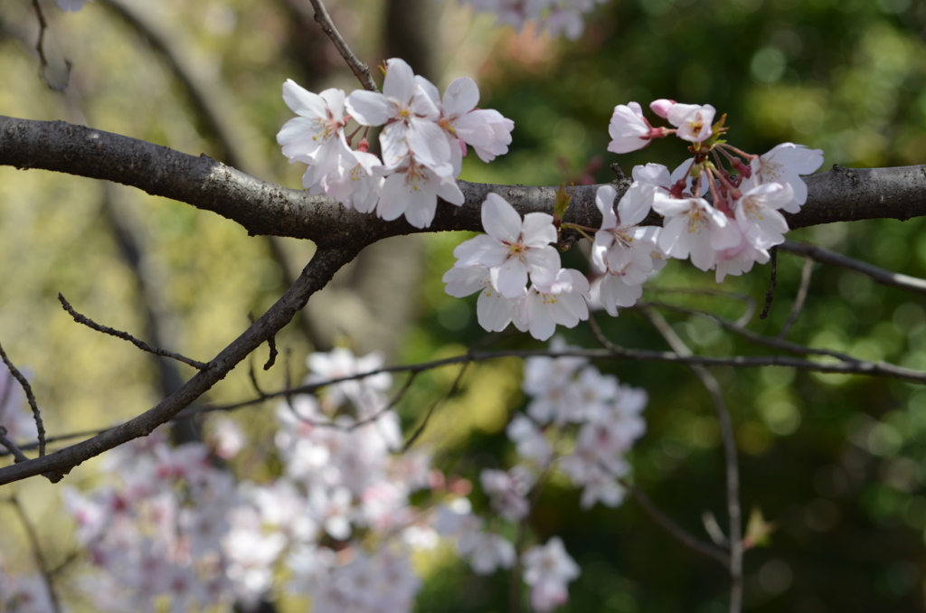 Cherry Blossom