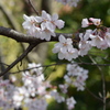 Cherry Blossom