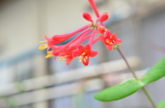 お花
